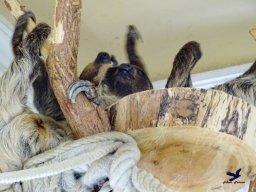 Tiergarten Schönbrunn am 20.10.2025